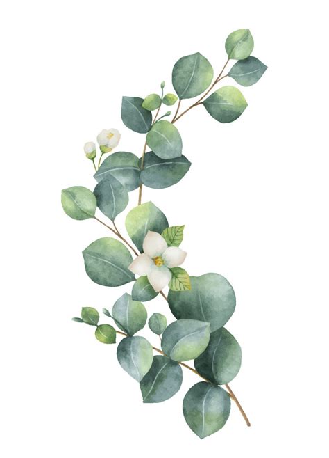 free eucalyptus clipart|free eucalyptus printable images.